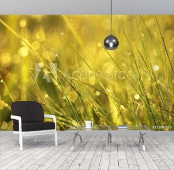 Picture of Tautropfen und Grashalme im Sonnenlicht